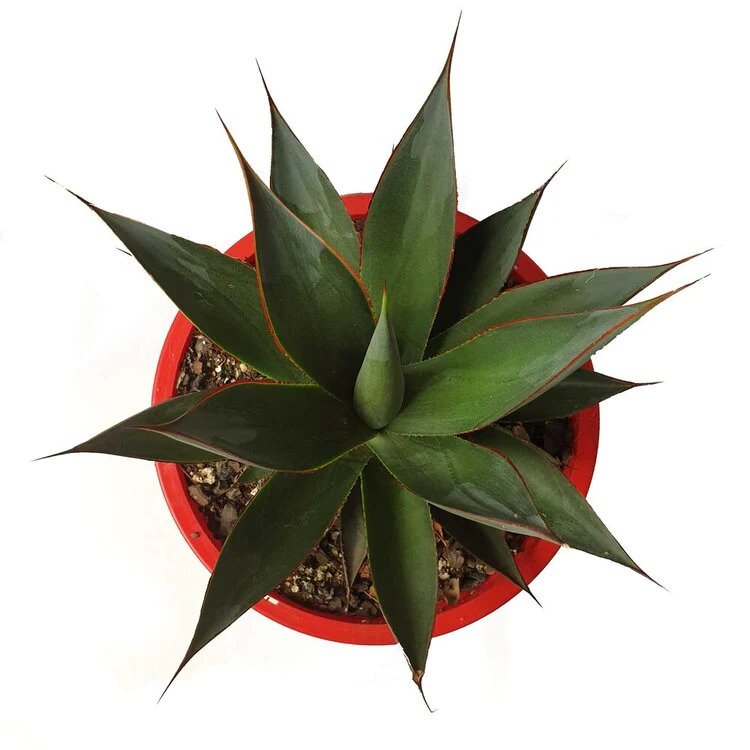 Agave Blue Glow – A Compact Architectural Agave for Modern Australian Gardens
