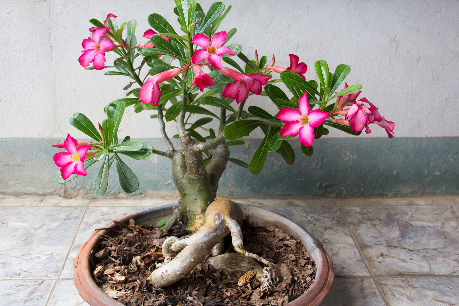 Desert Rose