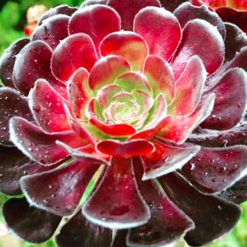 Aeonium