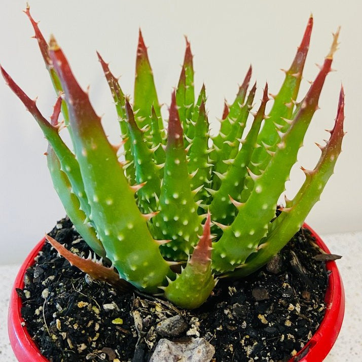 Aloe