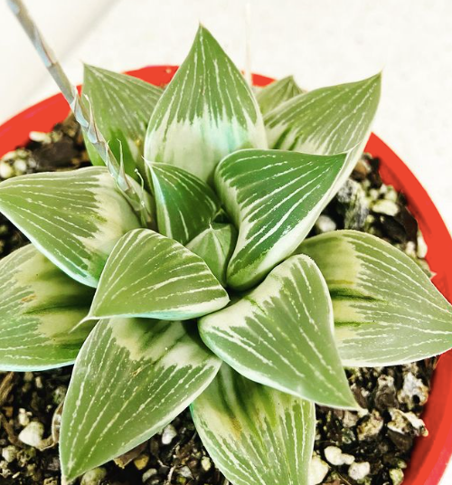 Haworthia