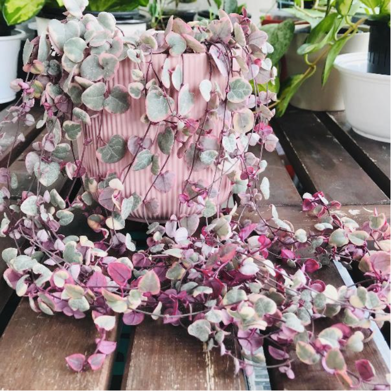 Hanging Plants Upto 40% off
