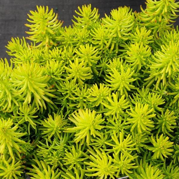 Ground Covers