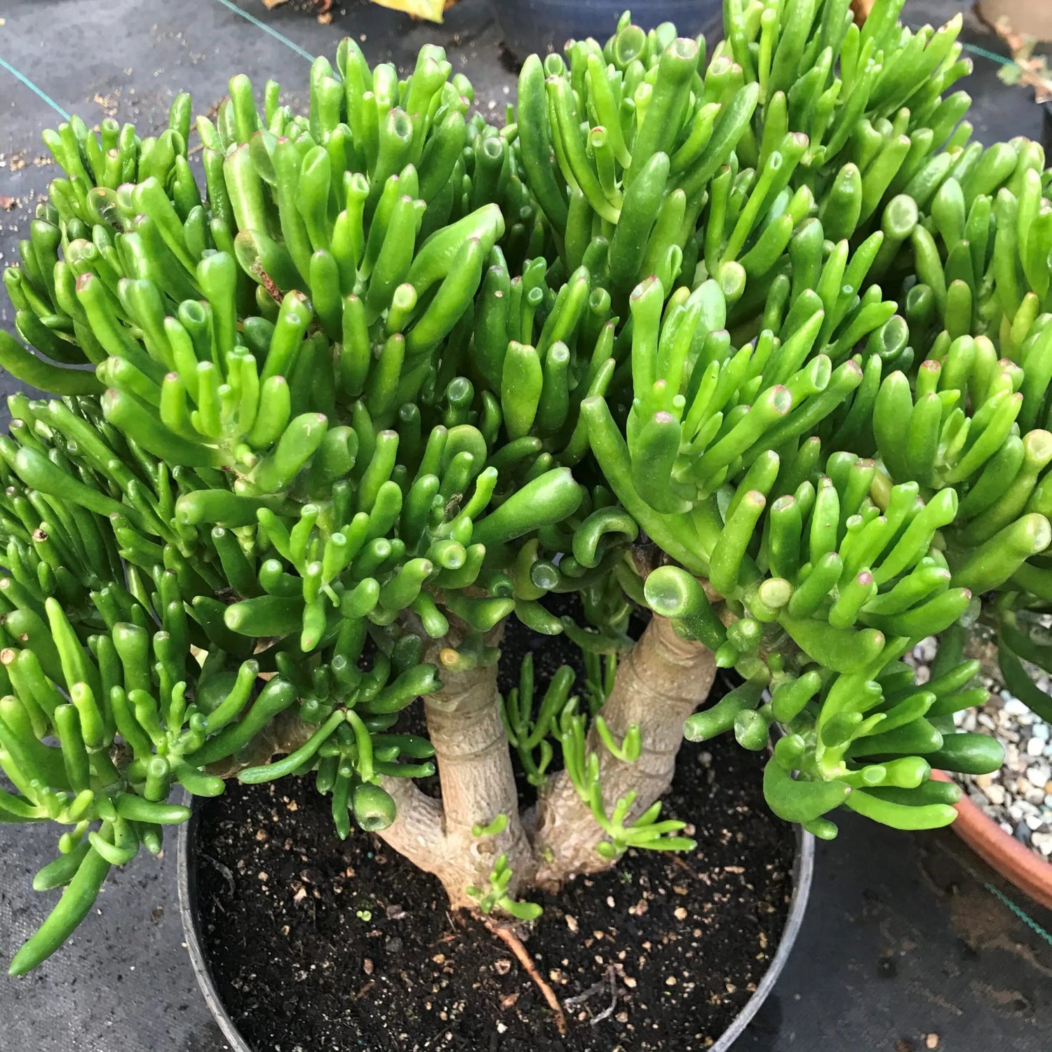 Crassula