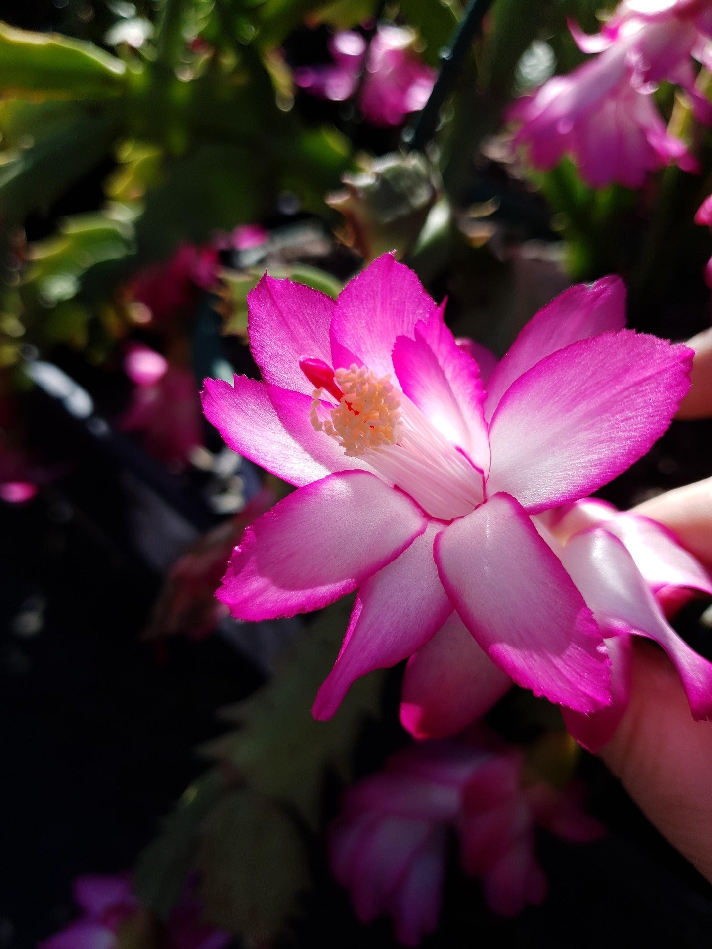 zygocactus