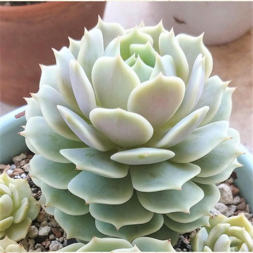 Echeveria