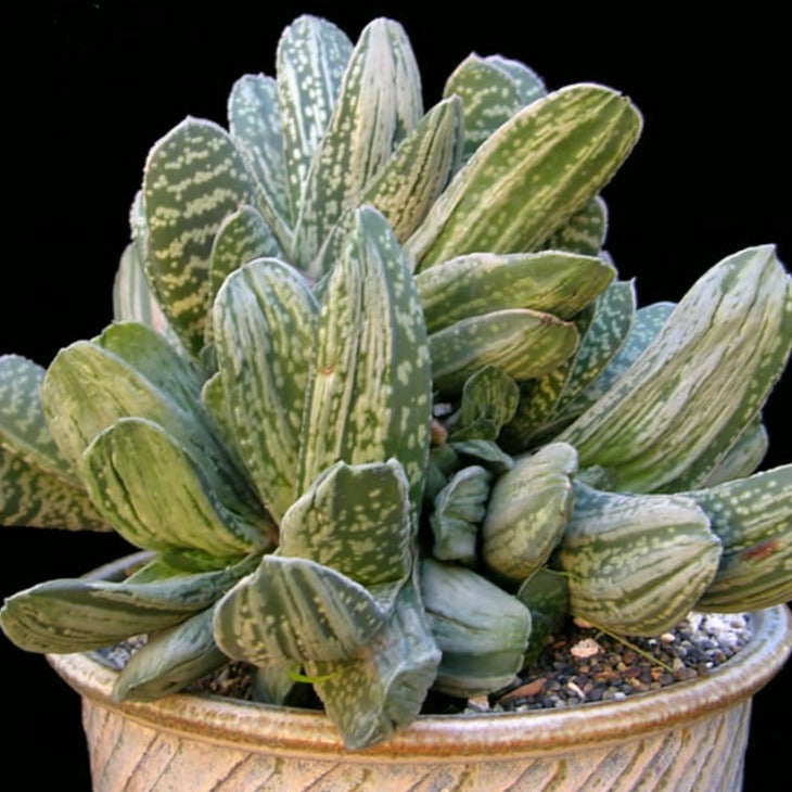 Gasteria