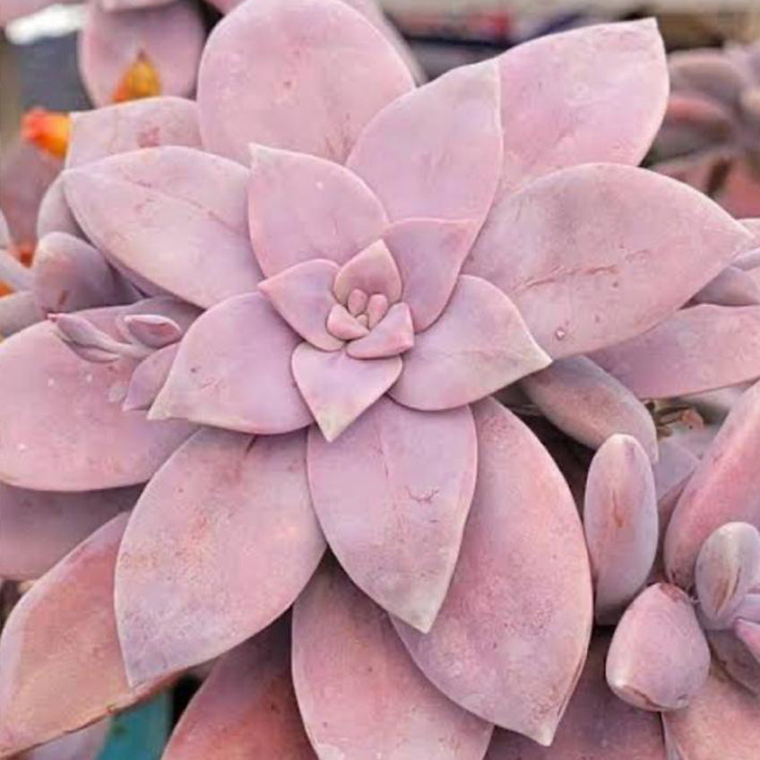 Graptopetalum