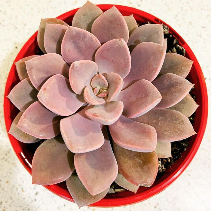 Graptoveria