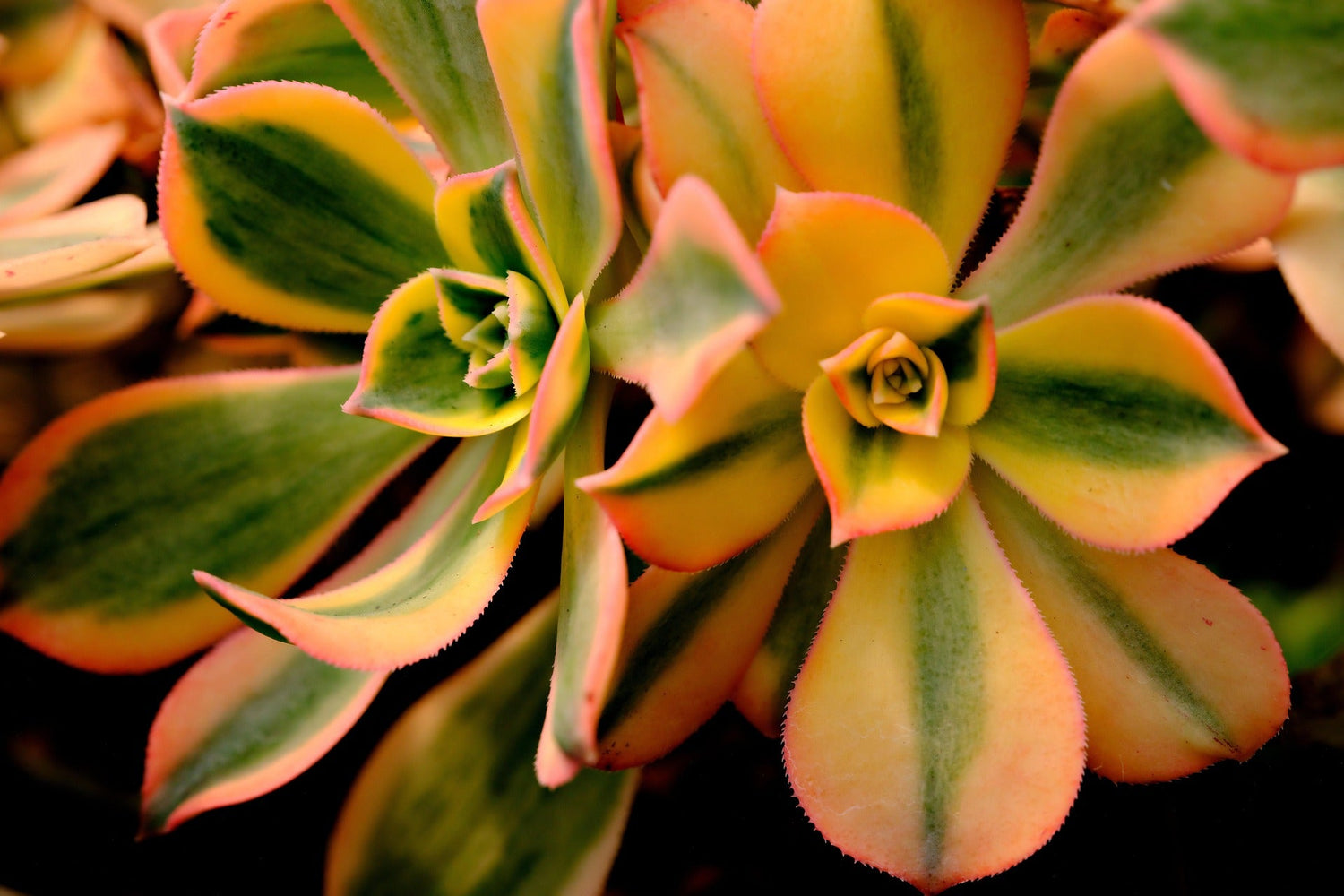 Variegated Plants