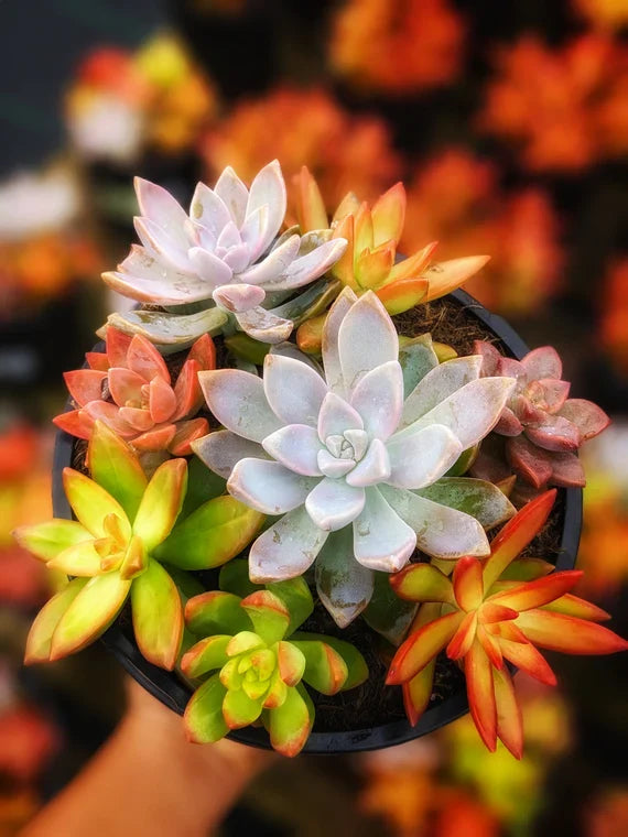 Plants under 20 AUD