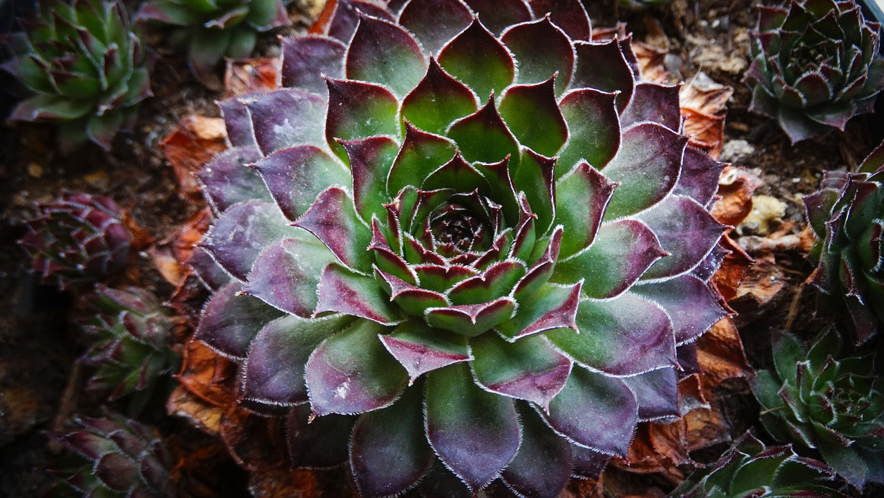 Sempervivum