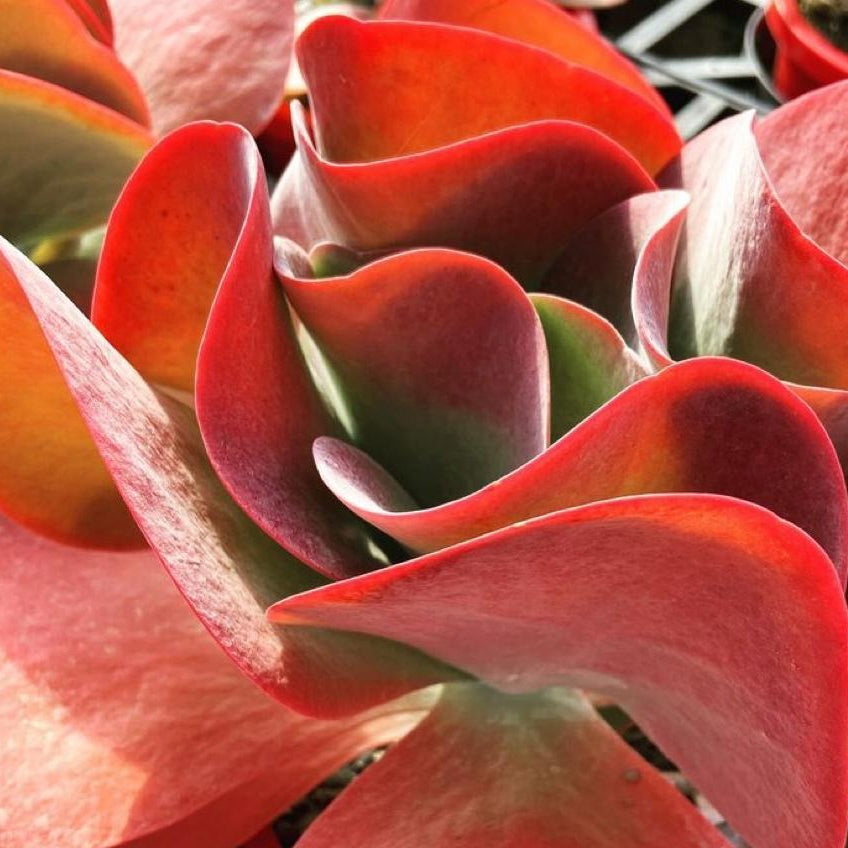 Kalanchoe