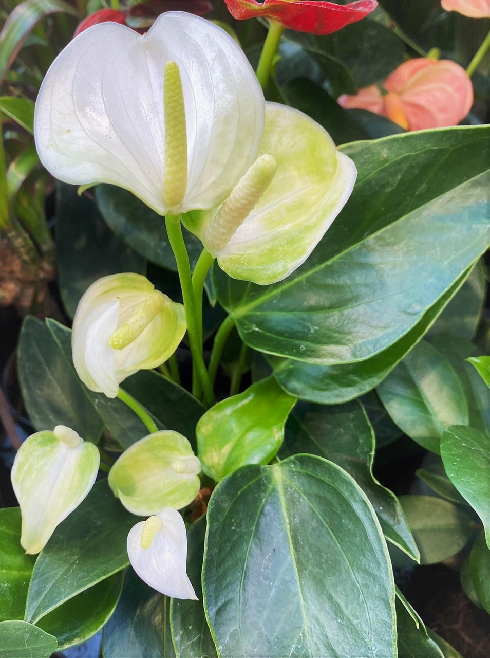 Anthuriums and African Violets