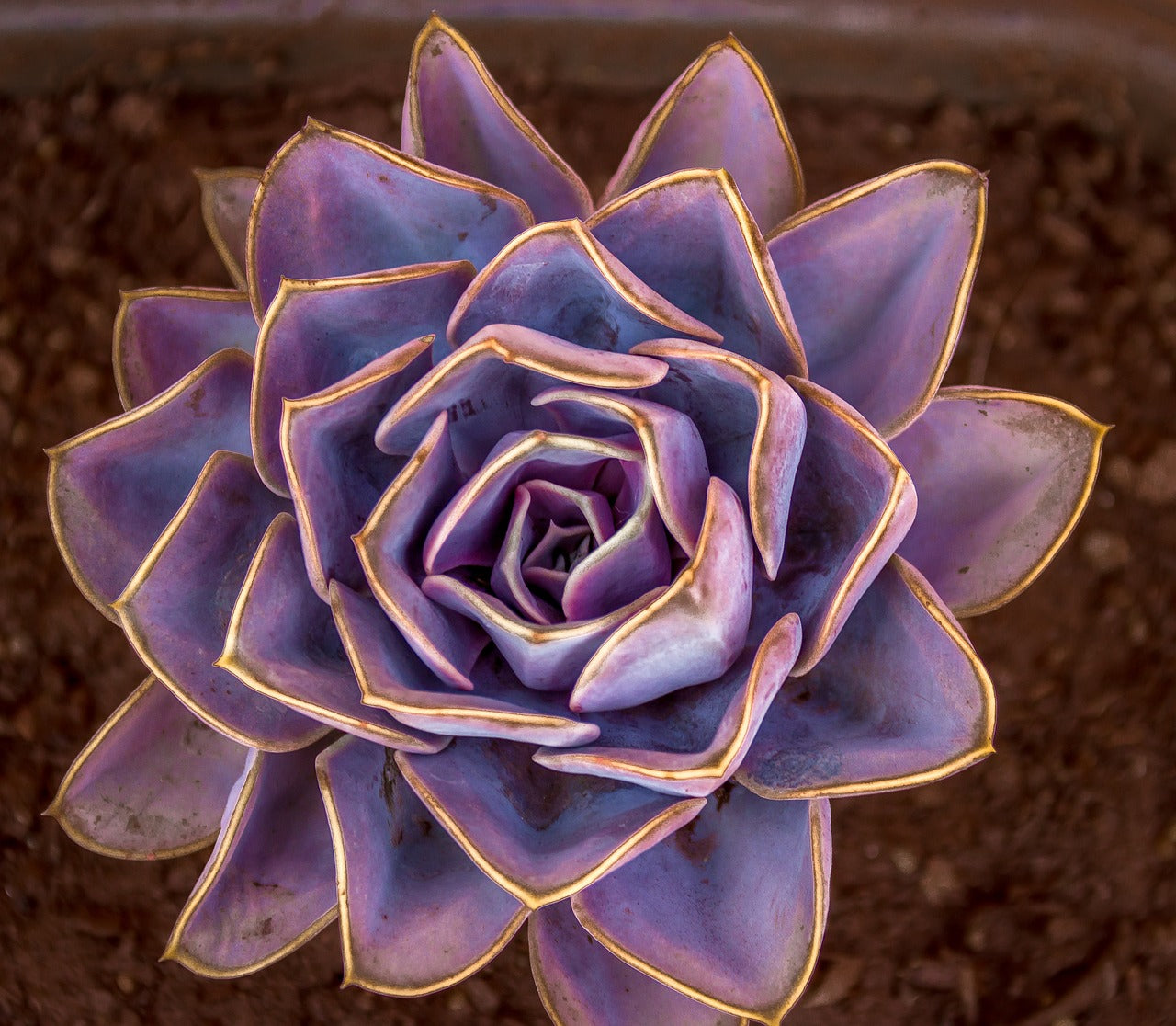 Rosette Succulents