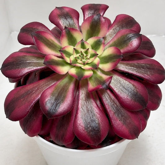 Aeonium Red Sunny 130mm – Rosette Succulent Australia Succulents World