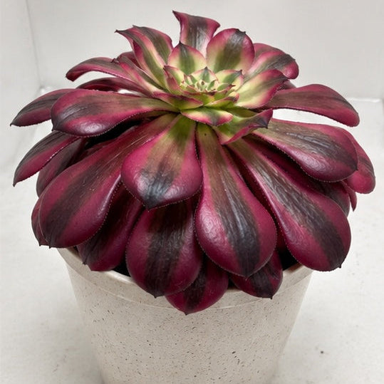 Aeonium Red Sunny 130mm – Rosette Succulent Australia Succulents World