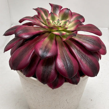 Aeonium Red Sunny 130mm – Rosette Succulent Australia Succulents World