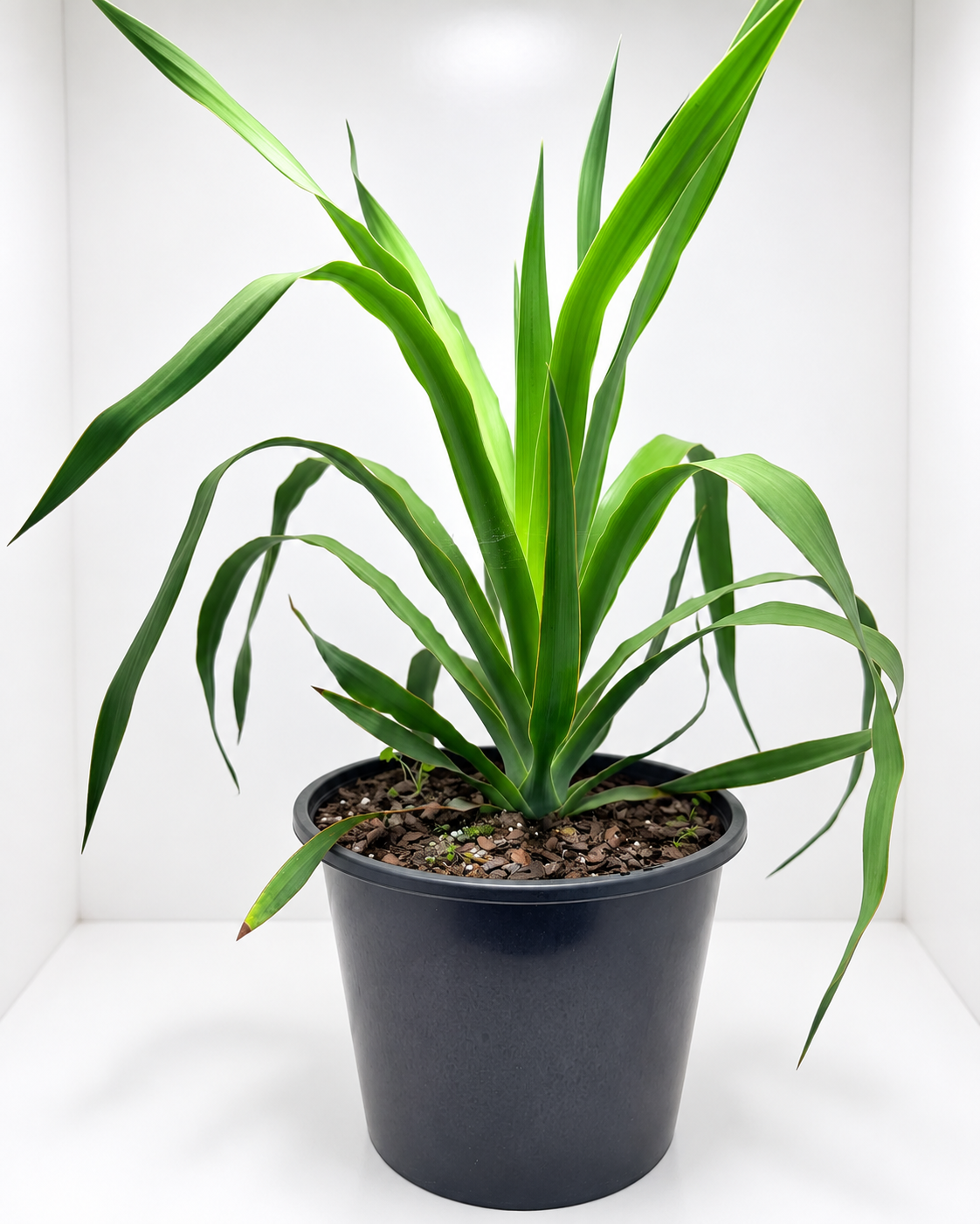 Dracaena marginata ‘Dragon Tree’ – Easy-Care Indoor Plant Succulents World