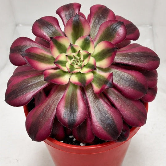 Aeonium Red Sunny 130mm – Rosette Succulent Australia Succulents World