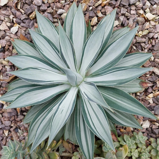 Agave Moonbeam