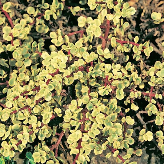 Jade Plant Variegated #2