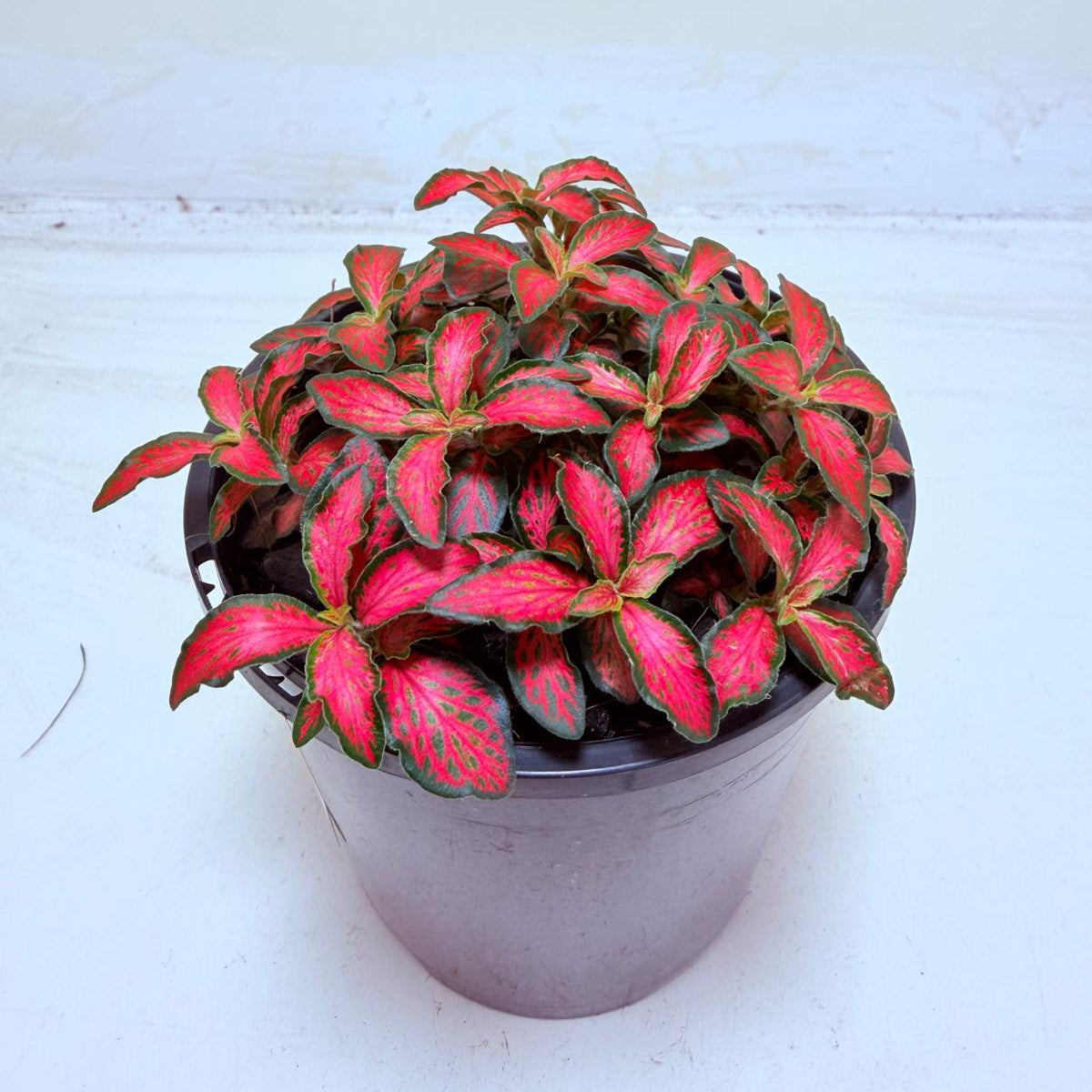Buy Fittonia Jungle Flame | Easy Care Houseplant