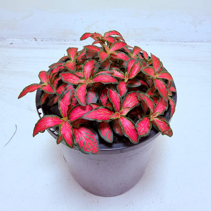 Buy Fittonia Jungle Flame | Easy Care Houseplant
