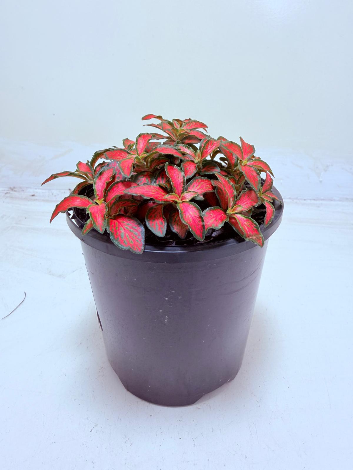 Buy Fittonia Jungle Flame | Easy Care Houseplant