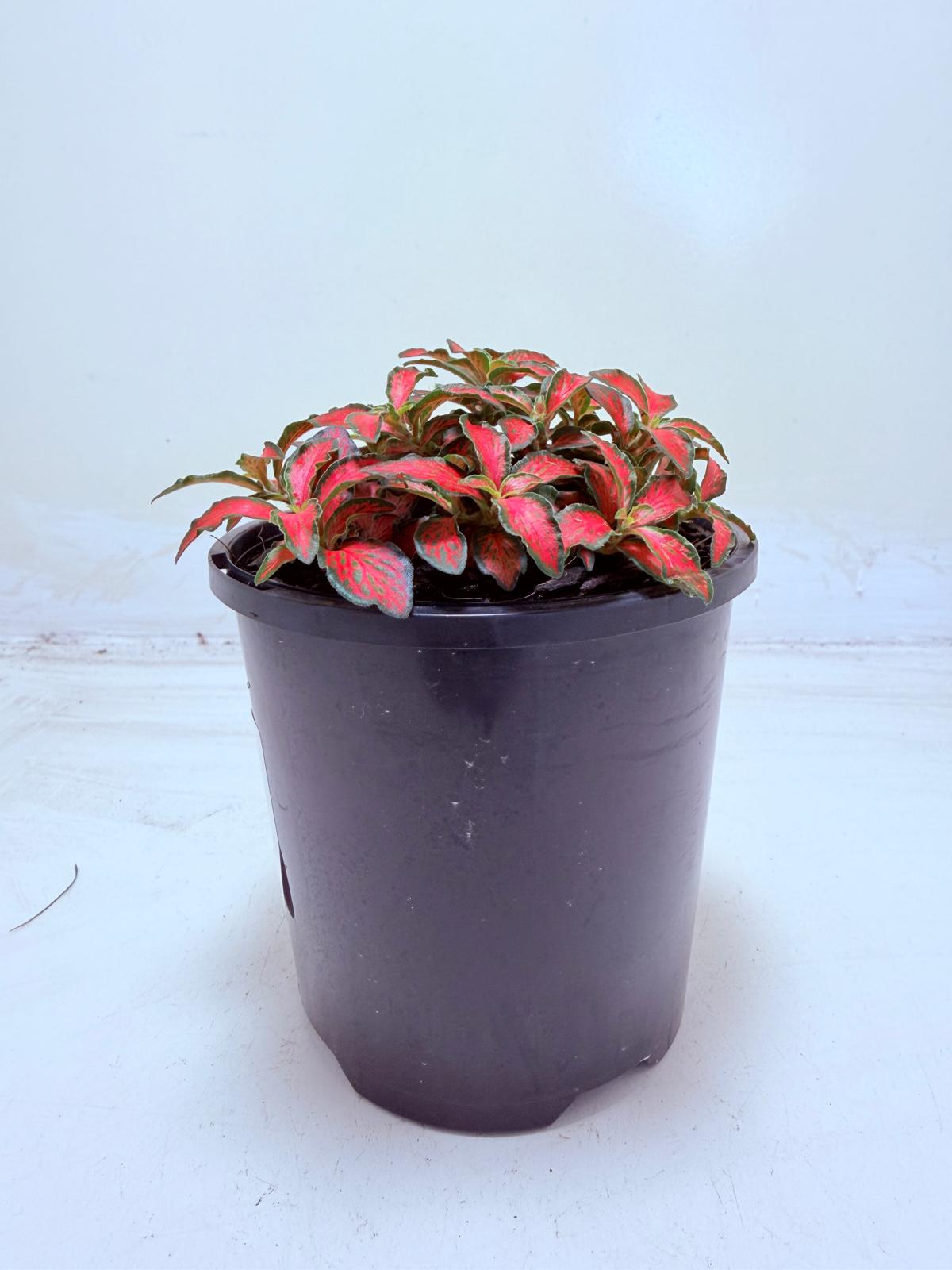 Buy Fittonia Jungle Flame | Easy Care Houseplant