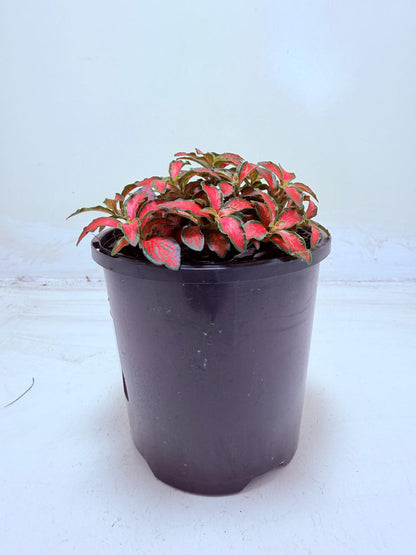 Buy Fittonia Jungle Flame | Easy Care Houseplant