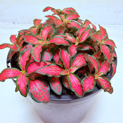 Buy Fittonia Jungle Flame | Easy Care Houseplant