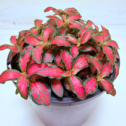Buy Fittonia Jungle Flame | Easy Care Houseplant