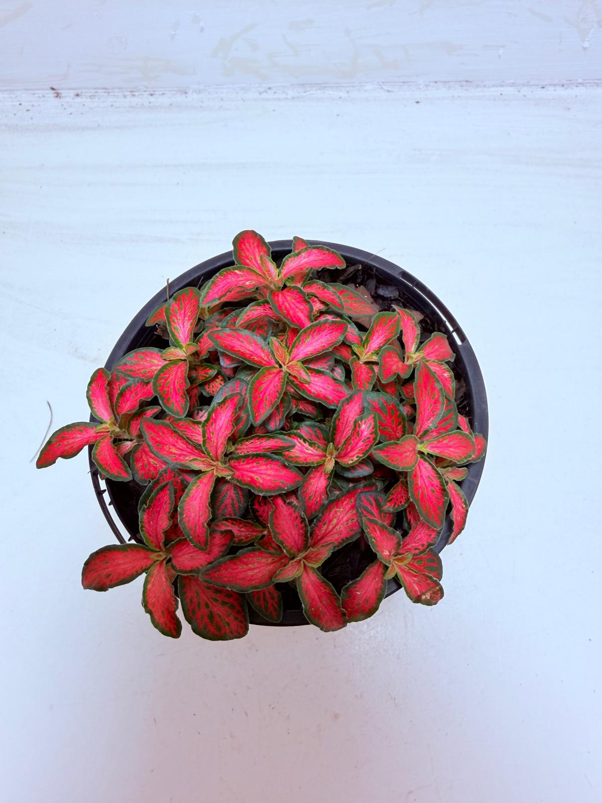 Buy Fittonia Jungle Flame | Easy Care Houseplant