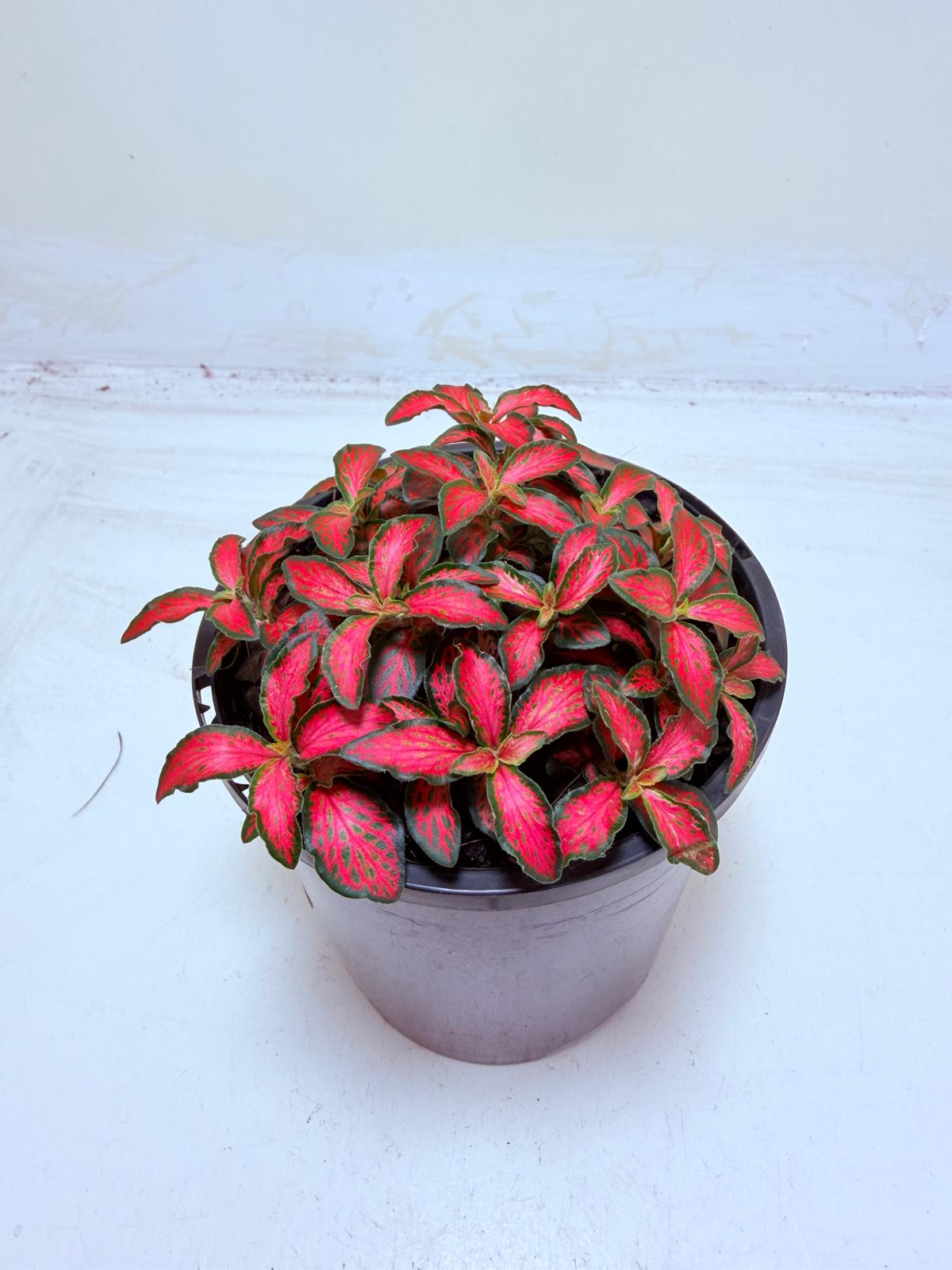 Buy Fittonia Jungle Flame | Easy Care Houseplant