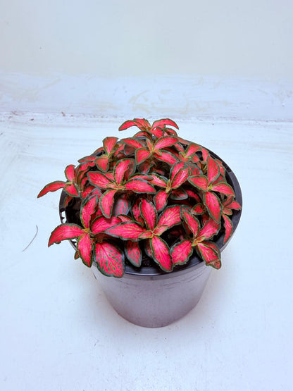 Buy Fittonia Jungle Flame | Easy Care Houseplant