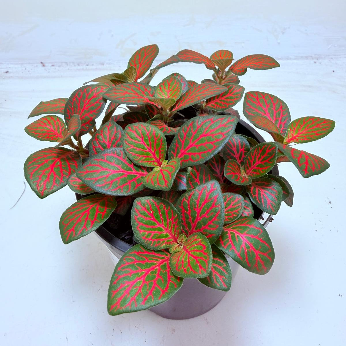 Buy Fittonia Flammule | Statement Indoor Plant