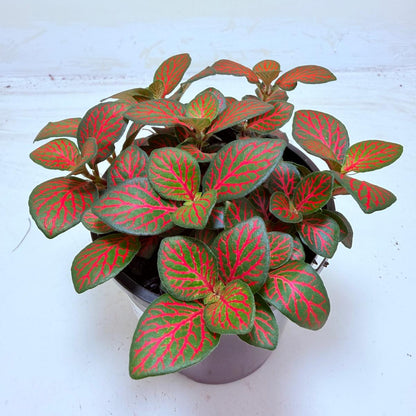 Buy Fittonia Flammule | Statement Indoor Plant