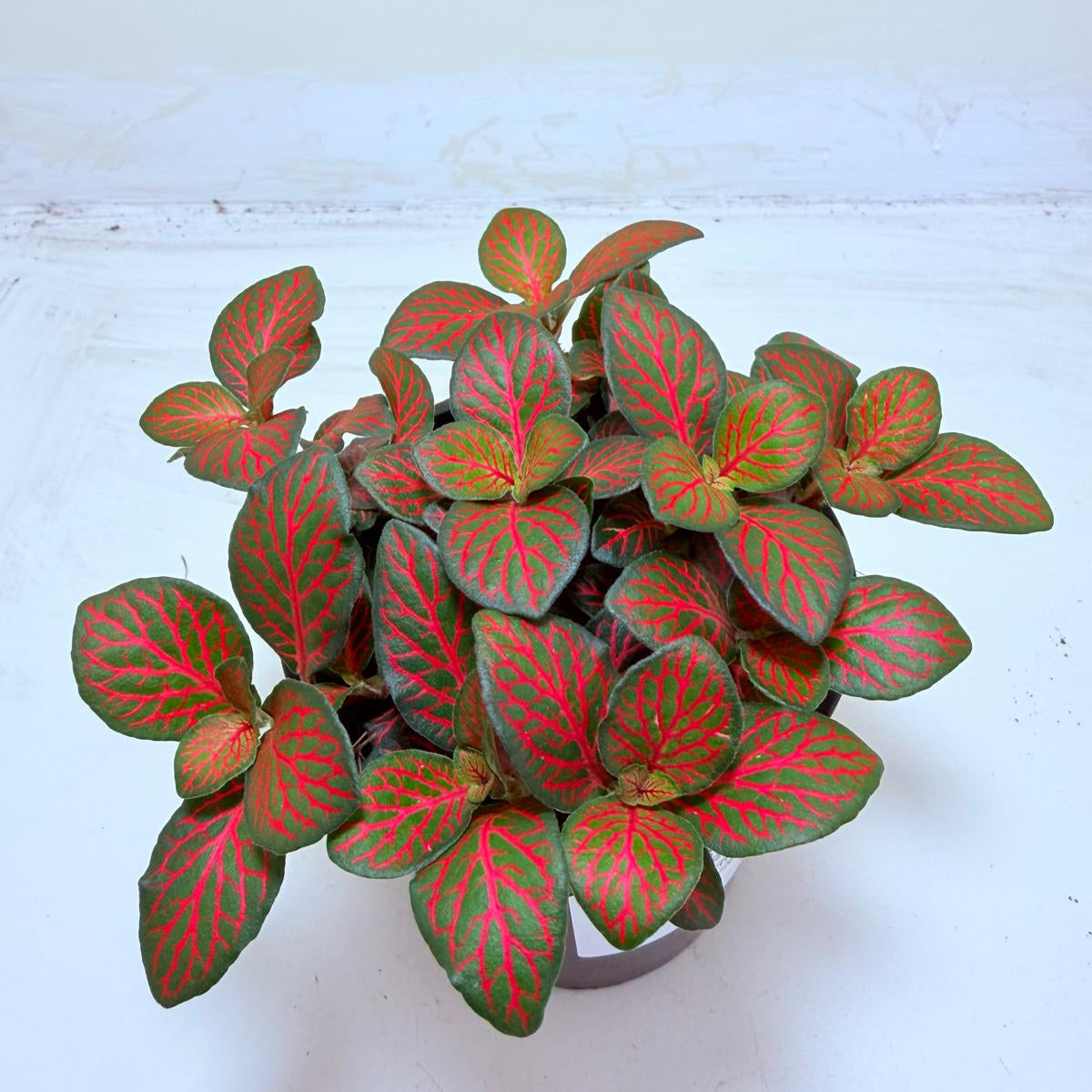 Buy Fittonia Flammule | Statement Indoor Plant