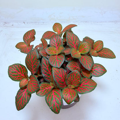Buy Fittonia Flammule | Statement Indoor Plant