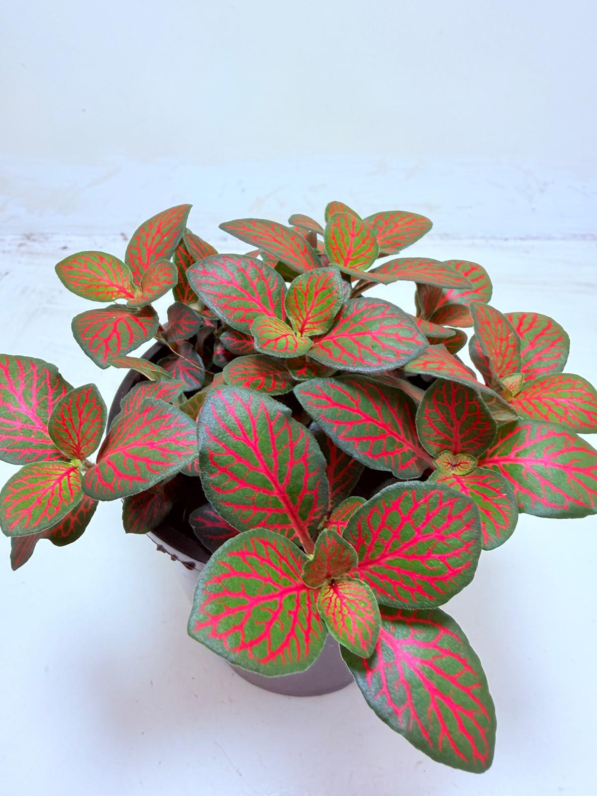 Buy Fittonia Flammule | Statement Indoor Plant