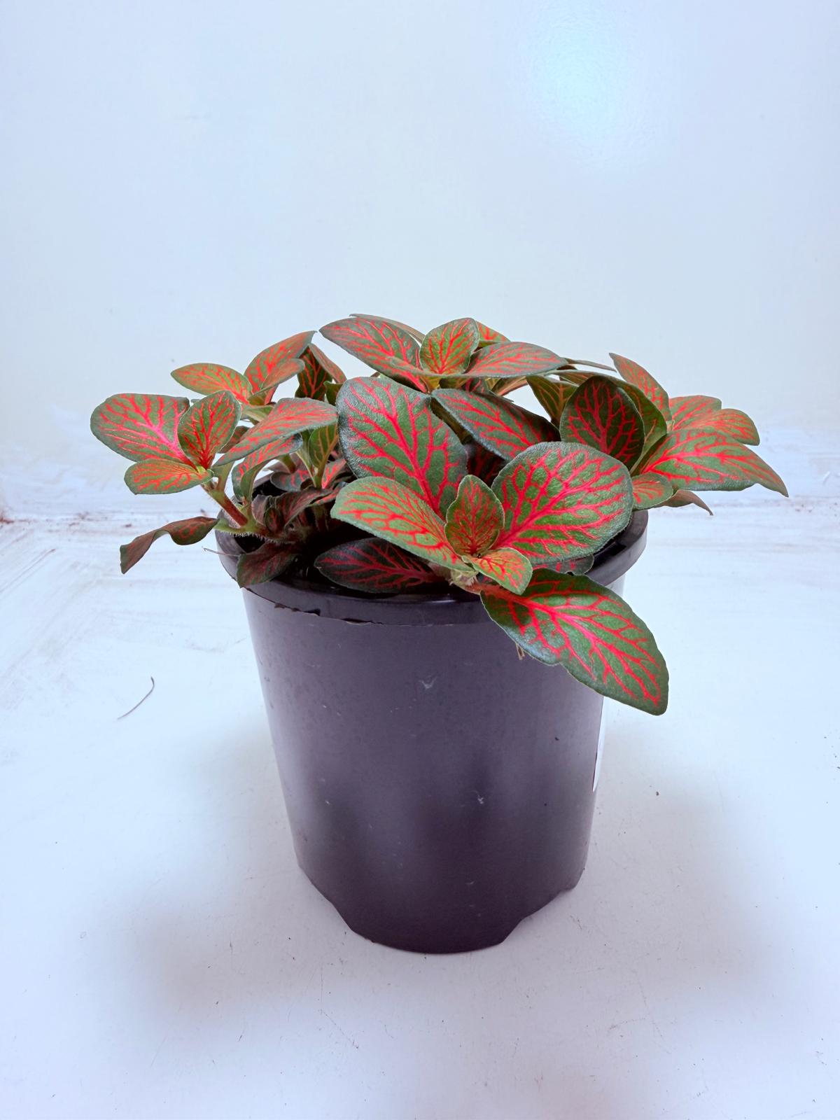 Buy Fittonia Flammule | Statement Indoor Plant