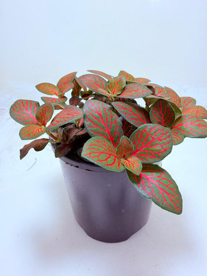 Buy Fittonia Flammule | Statement Indoor Plant