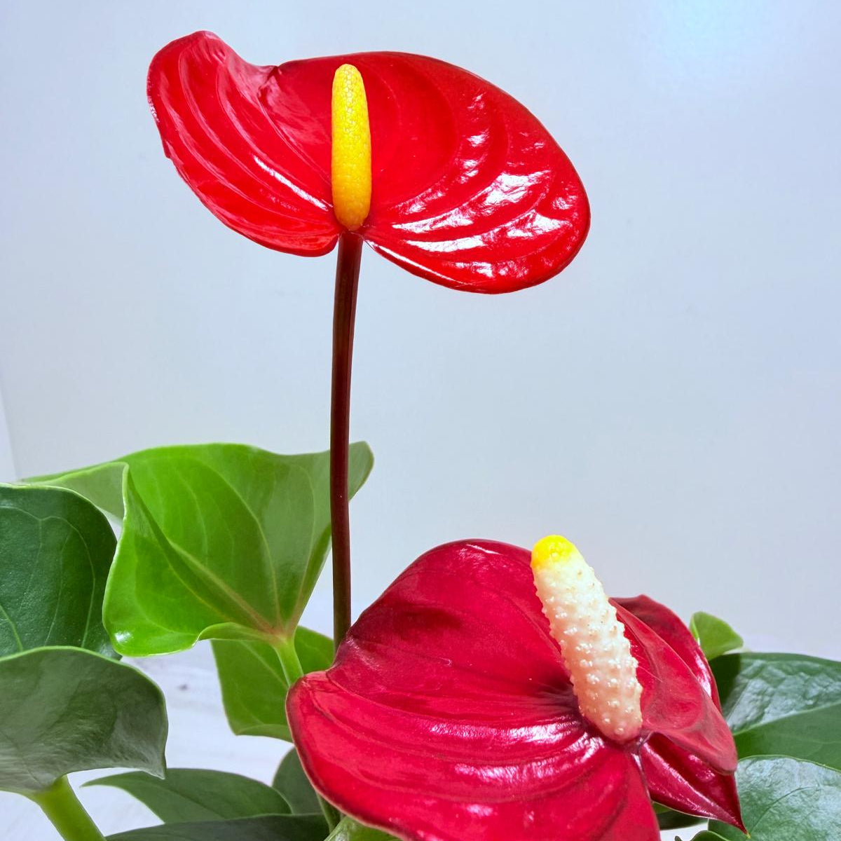 Buy Anthurium Micra | Rare & Exotic Plant