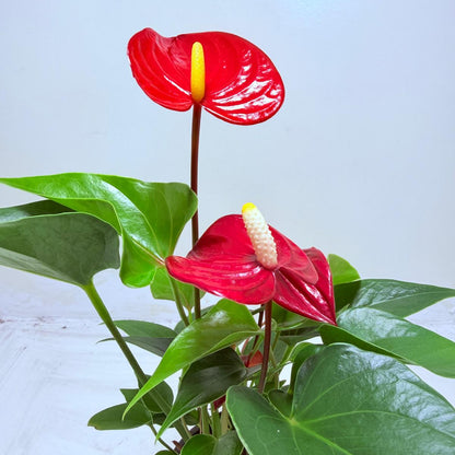 Buy Anthurium Micra | Rare & Exotic Plant