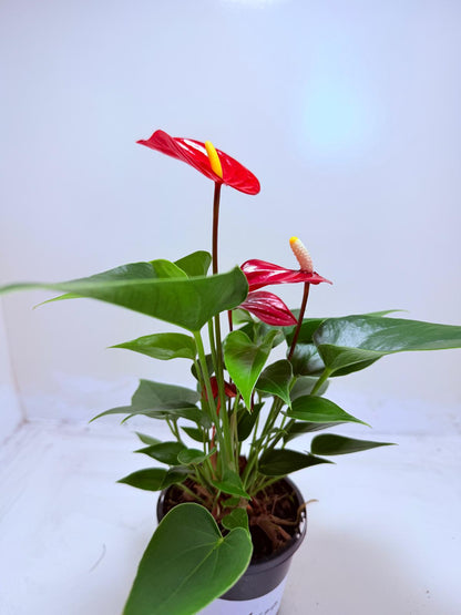 Buy Anthurium Micra | Rare & Exotic Plant