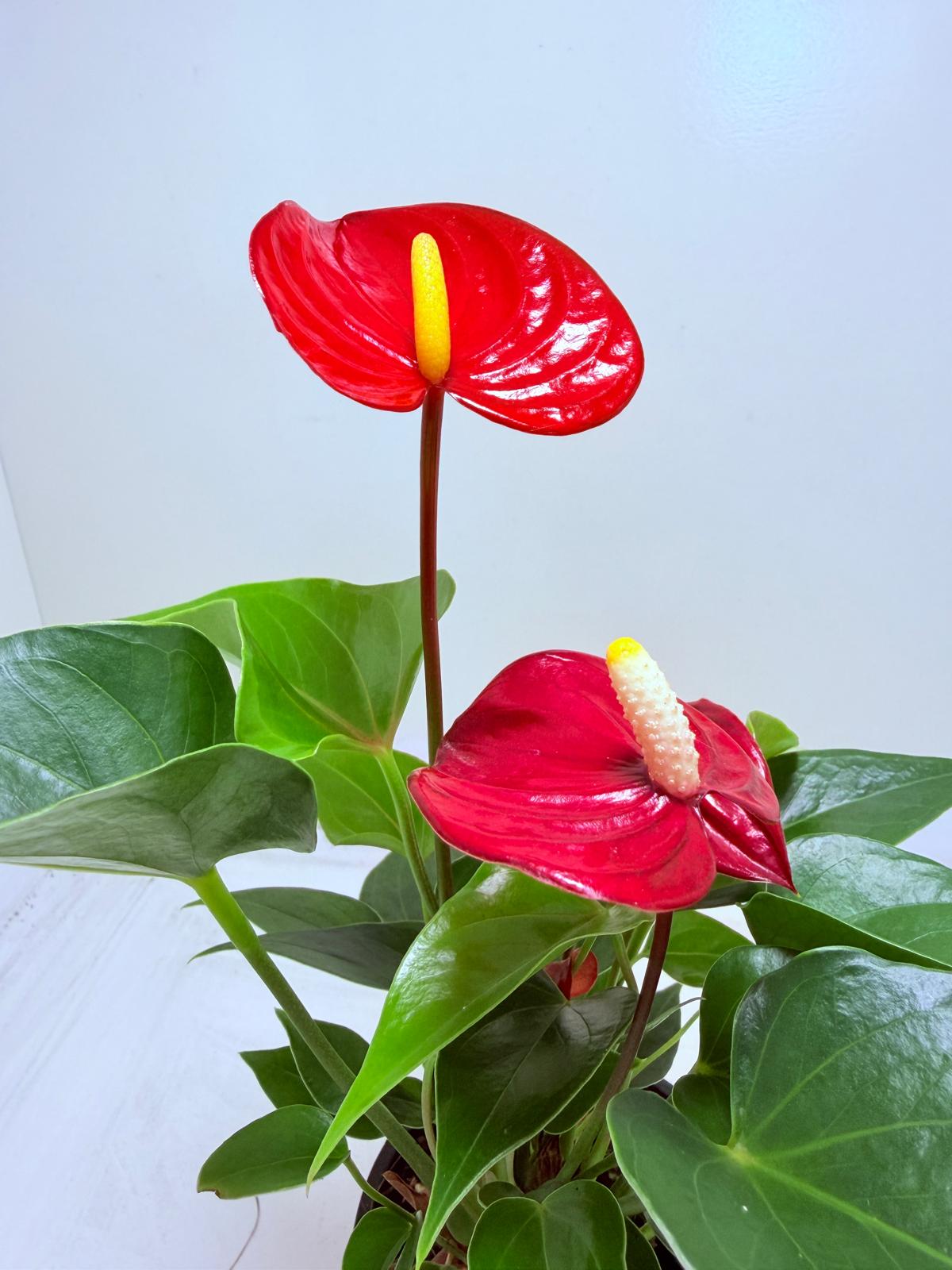 Buy Anthurium Micra | Rare & Exotic Plant