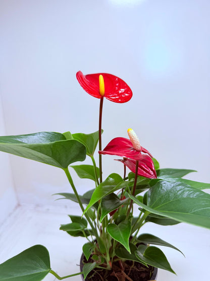 Buy Anthurium Micra | Rare & Exotic Plant