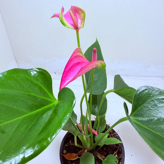 Buy Anthurium Jolie | Stylish Indoor Plant
