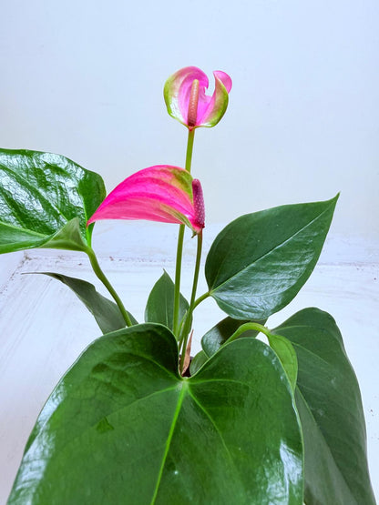 Buy Anthurium Jolie | Stylish Indoor Plant